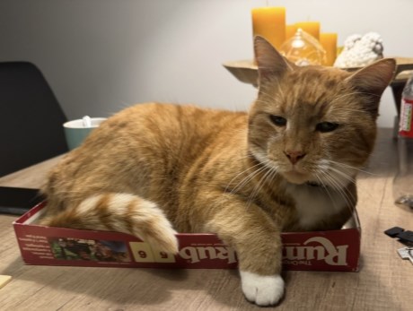 Kat Europese korthaar of huiskat