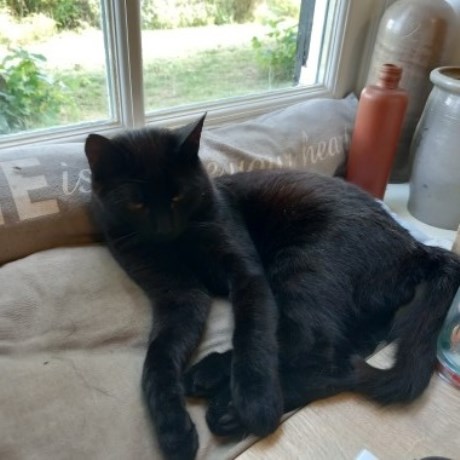 Kat Europese korthaar of huiskat