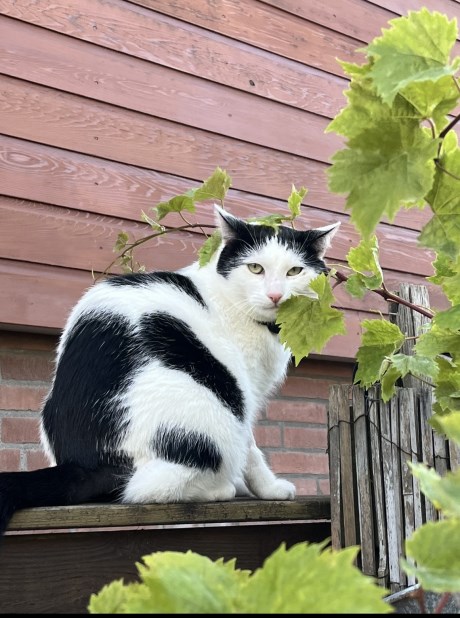 Kat Europese korthaar of huiskat