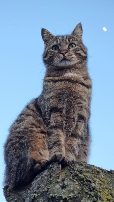 Kat Europese korthaar of huiskat