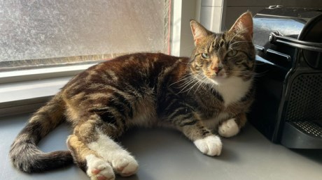 Kat Europese korthaar of huiskat