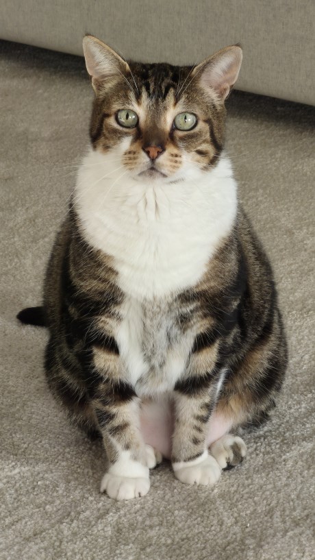 Kat Europese korthaar of huiskat