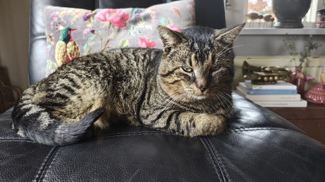 Kat Europese korthaar of huiskat