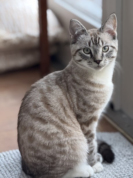 Kat Europese korthaar of huiskat