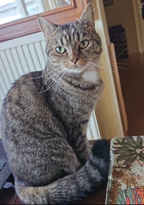 Kat Europese korthaar of huiskat