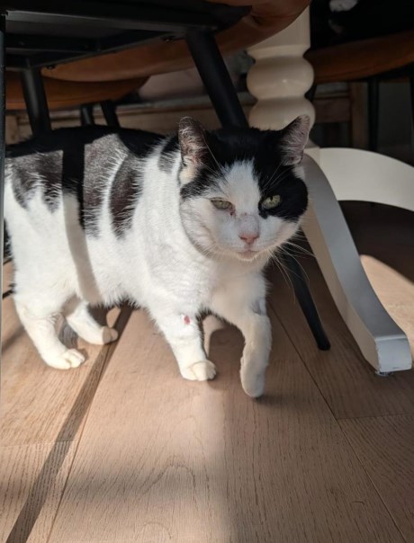 Kat Europese korthaar of huiskat