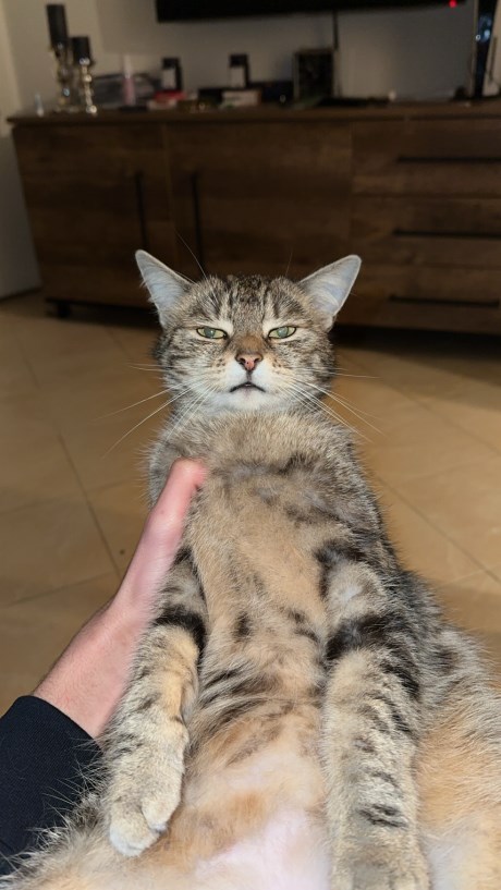 Kat Europese korthaar of huiskat