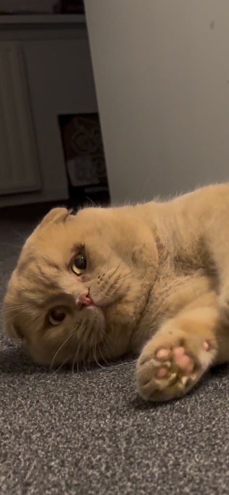 Kat Scottish Fold