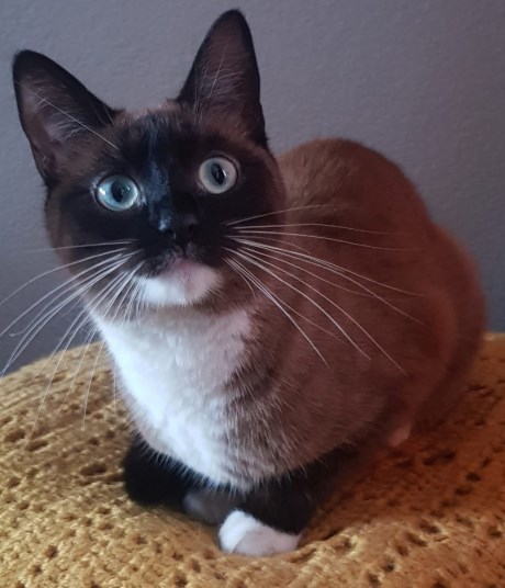 Kat Europese korthaar of huiskat