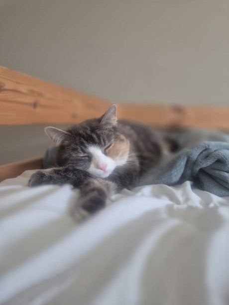 Kat Europese korthaar of huiskat