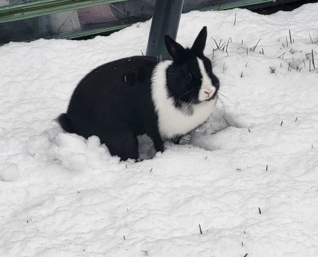 Knaagdier / Haasachtige Konijn