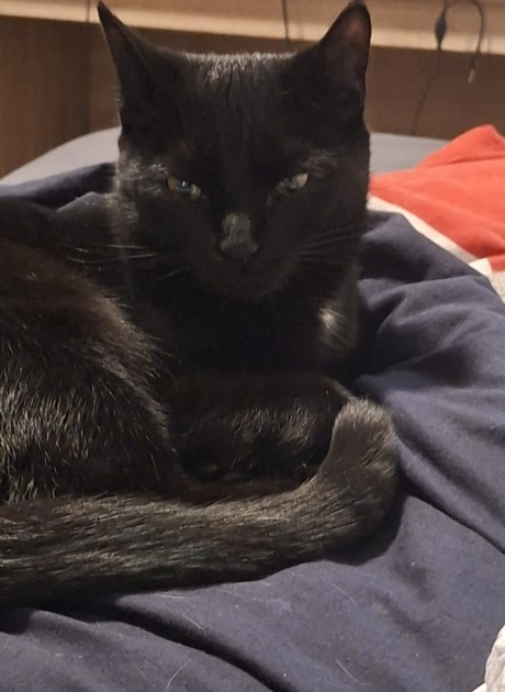 Kat Europese korthaar of huiskat