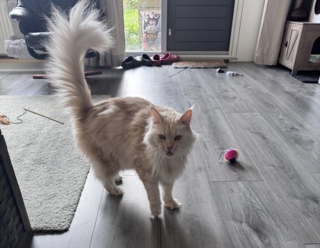 Kat Maine Coon