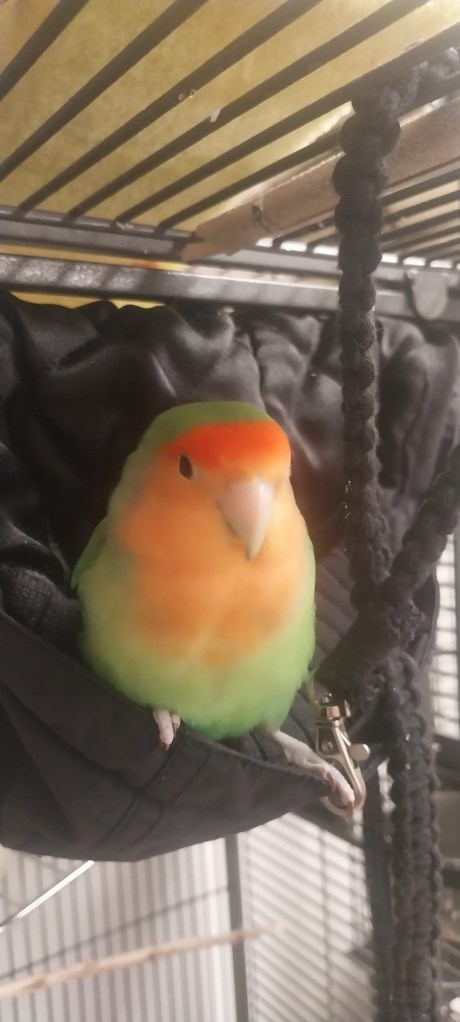 Vogel (Dwerg-)papegaai