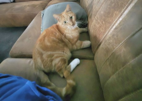 Kat Europese korthaar of huiskat