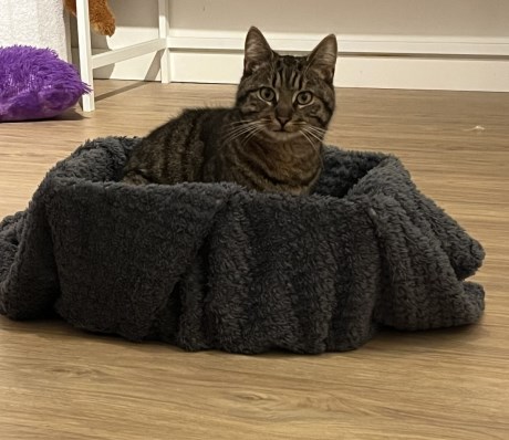 Kat Europese korthaar of huiskat