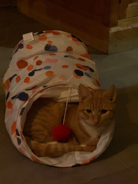 Kat Europese korthaar of huiskat