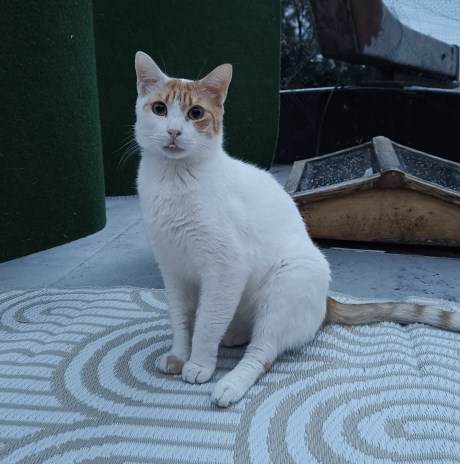 Kat Europese korthaar of huiskat