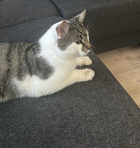 Kat Europese korthaar of huiskat