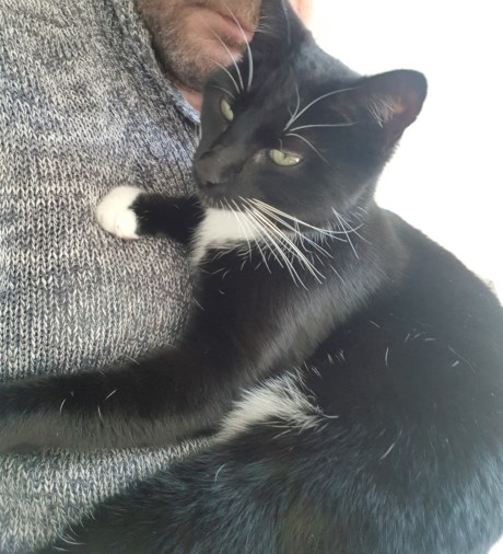 Kat Europese korthaar of huiskat