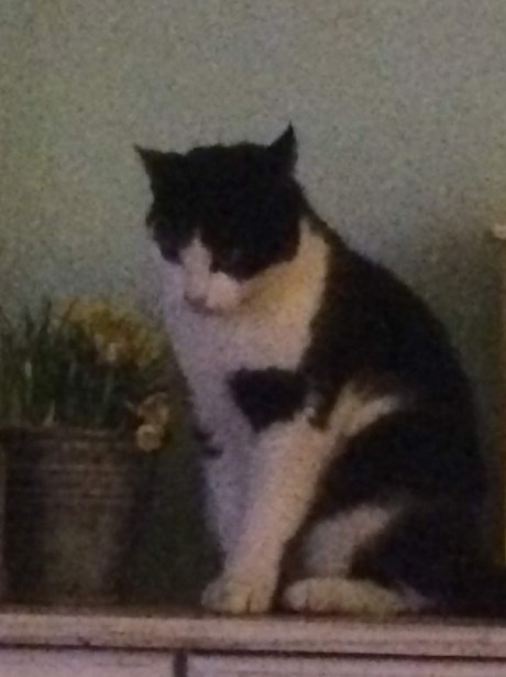 Kat Europese korthaar of huiskat