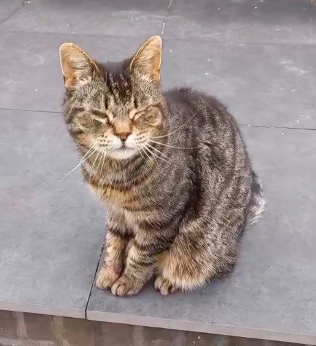 Kat Europese korthaar of huiskat