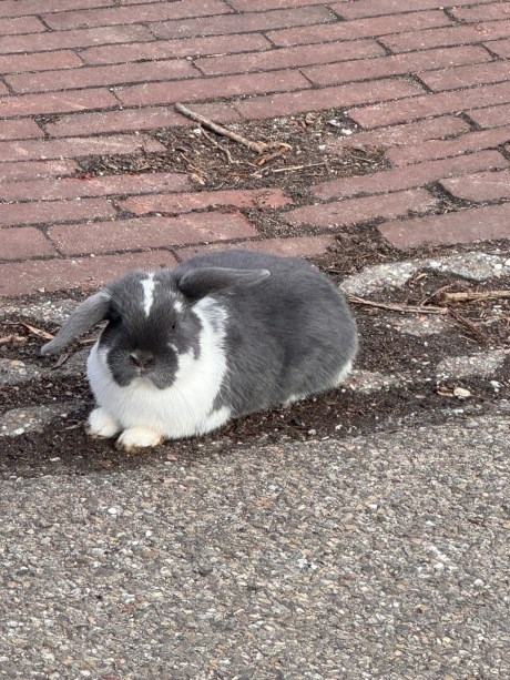 Knaagdier / Haasachtige Konijn