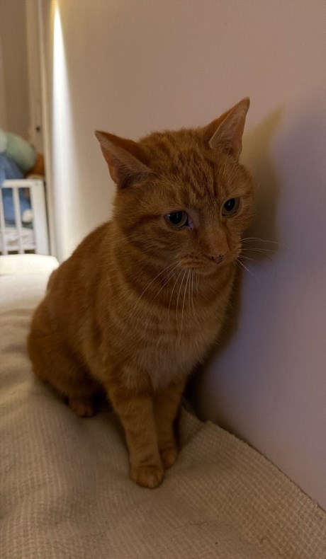 Kat Europese korthaar of huiskat