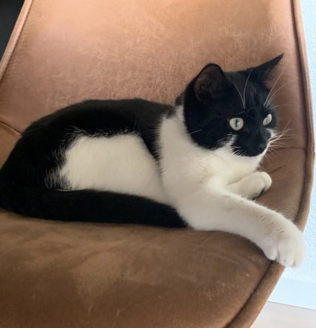 Kat Europese korthaar of huiskat