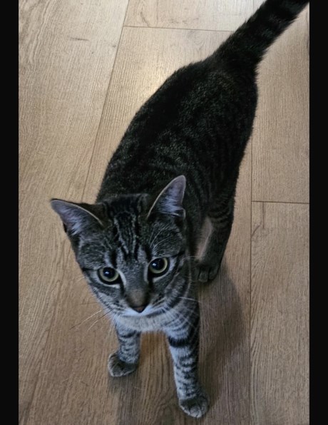 Kat Europese korthaar of huiskat