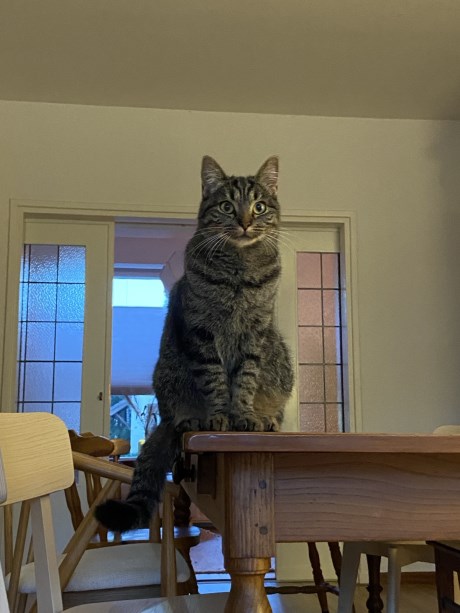 Kat Europese korthaar of huiskat