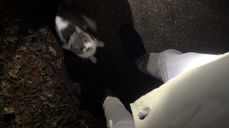 Kat Europese korthaar of huiskat