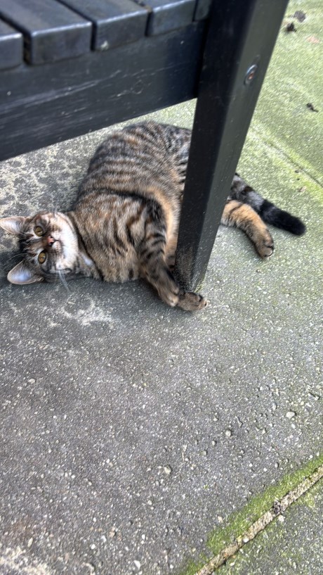 Kat Europese korthaar of huiskat