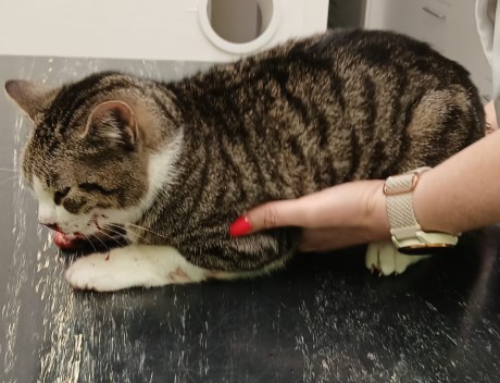 Kat Europese korthaar of huiskat