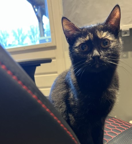 Kat Europese korthaar of huiskat