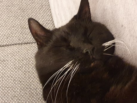 Kat Europese korthaar of huiskat