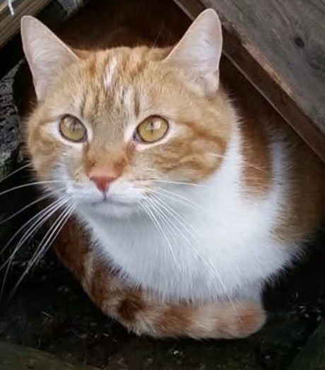 Kat Europese korthaar of huiskat