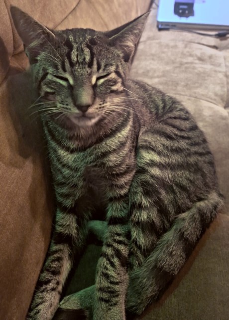 Kat Europese korthaar of huiskat