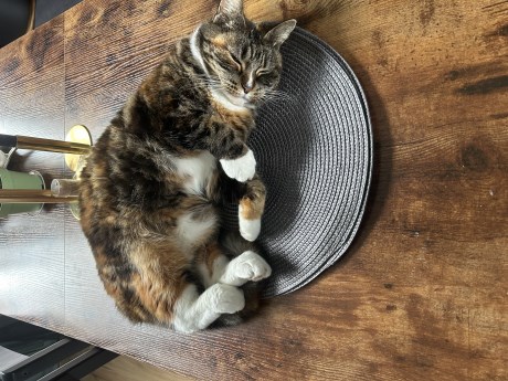 Kat Europese korthaar of huiskat