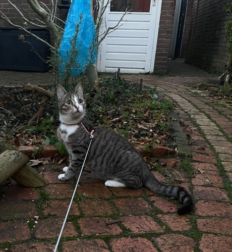 Kat Europese korthaar of huiskat