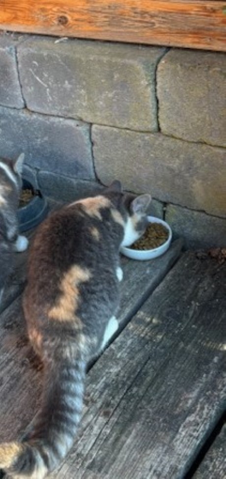 Kat Brits korthaar X