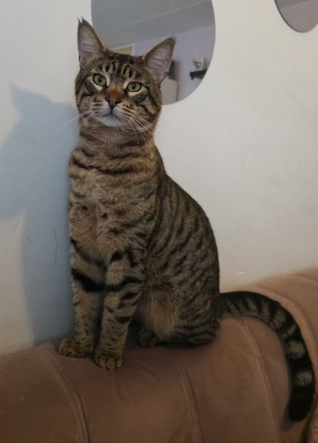 Kat Europese korthaar of huiskat