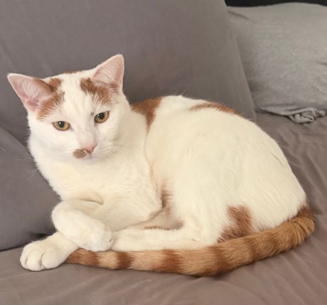 Kat Europese korthaar of huiskat