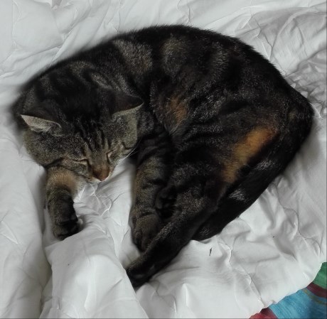 Kat Europese korthaar of huiskat