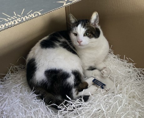 Kat Europese korthaar of huiskat