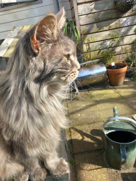 Kat Maine Coon