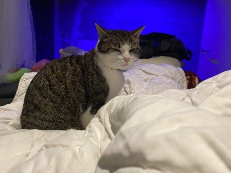 Kat Europese korthaar of huiskat