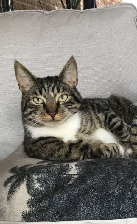 Kat Europese korthaar of huiskat