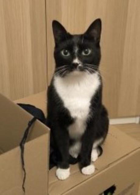 Kat Europese korthaar of huiskat