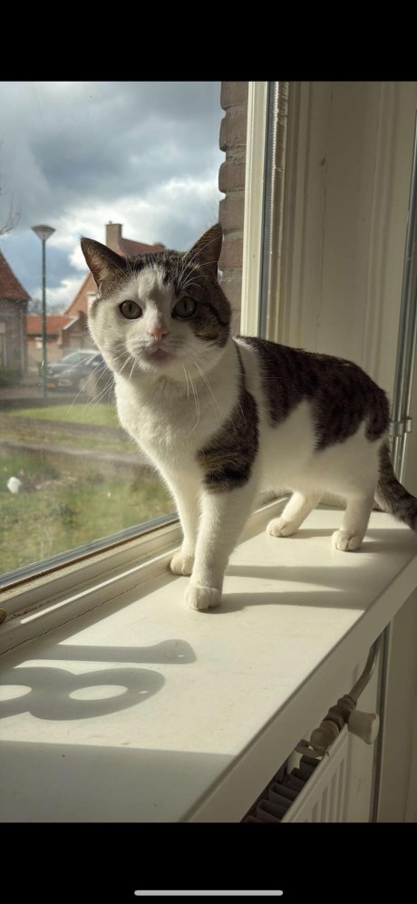 Kat Europese korthaar of huiskat